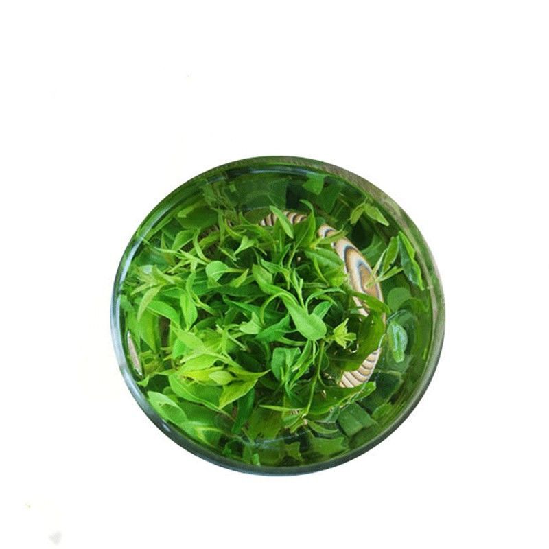 毛冬青茶叶正品云南野生茶特级嫩芽散装天然中药材