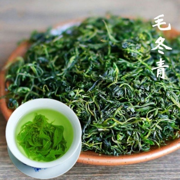 毛冬青茶叶正品云南野生茶特级嫩芽散装天然中药材