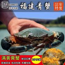 产地直福建青蟹膏蟹肉蟹鲜活海蟹红鲟精选螃蟹