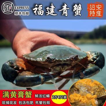 产地直福建青蟹膏蟹肉蟹鲜活海蟹红鲟精选螃蟹