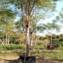 30到34公分凤凰木漳州凤凰木种植基地大量现货低价批发