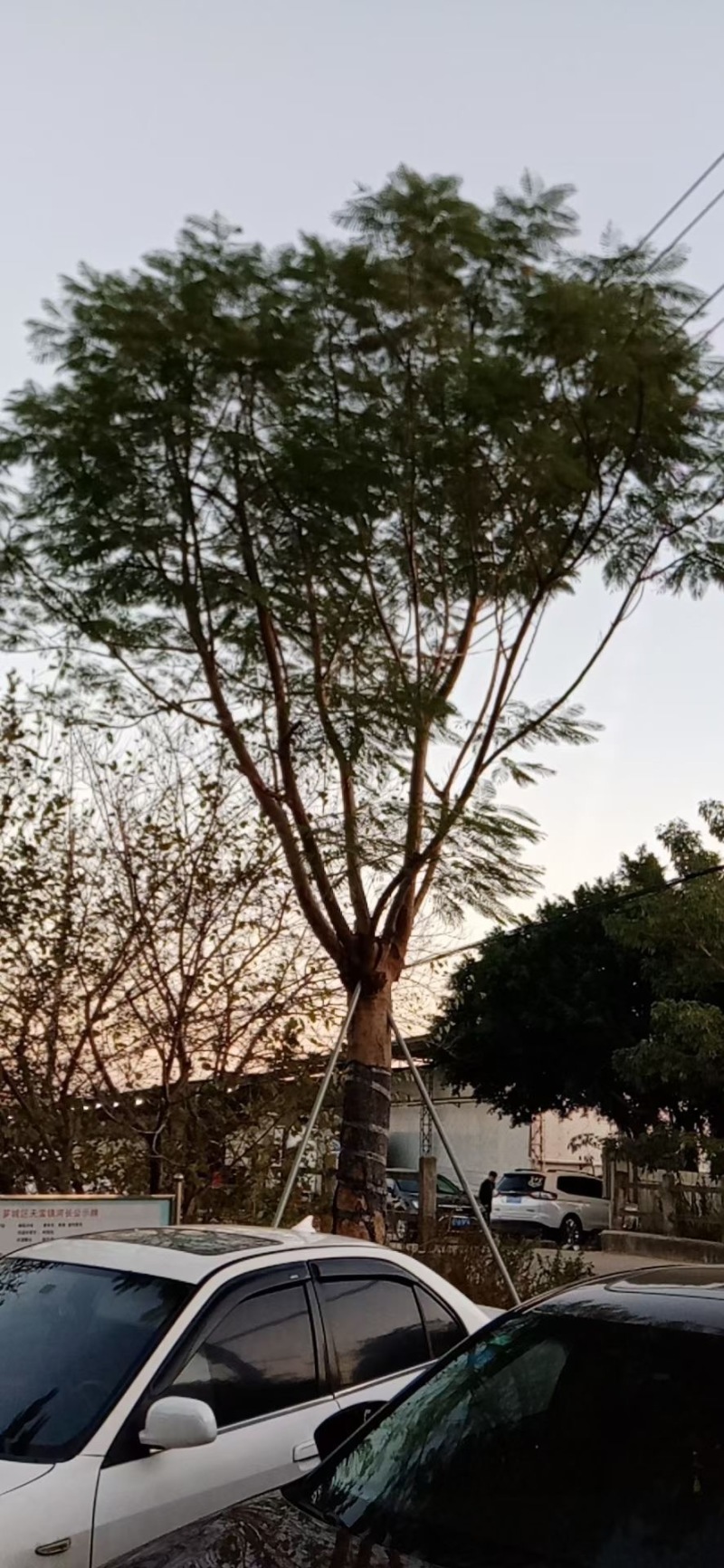 30到34公分凤凰木漳州凤凰木种植基地大量现货低价批发