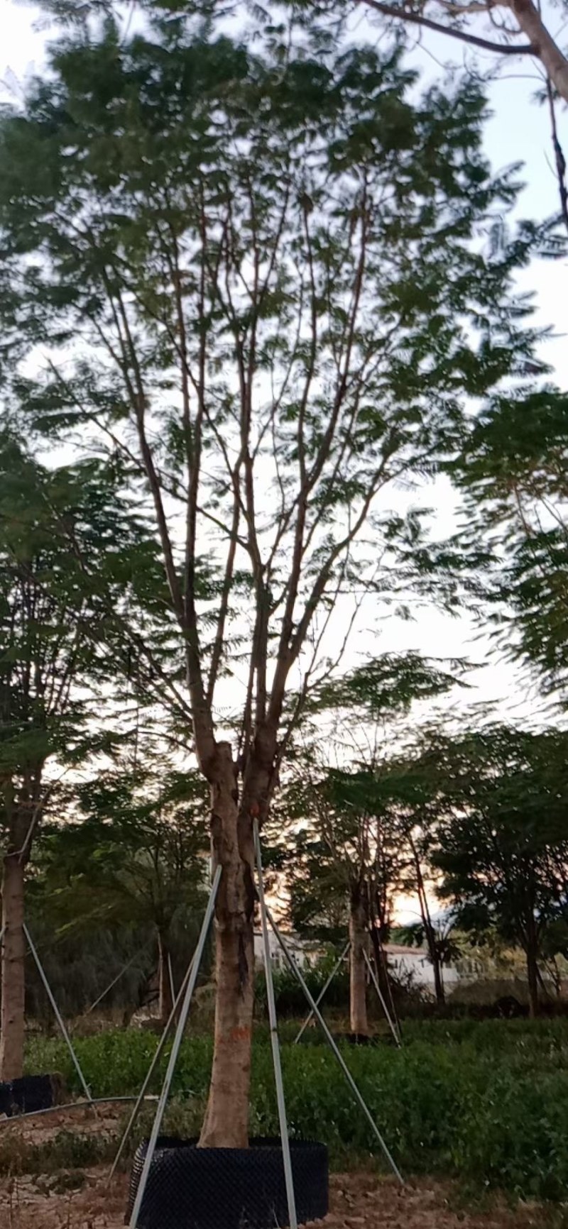 30到34公分凤凰木漳州凤凰木种植基地大量现货低价批发