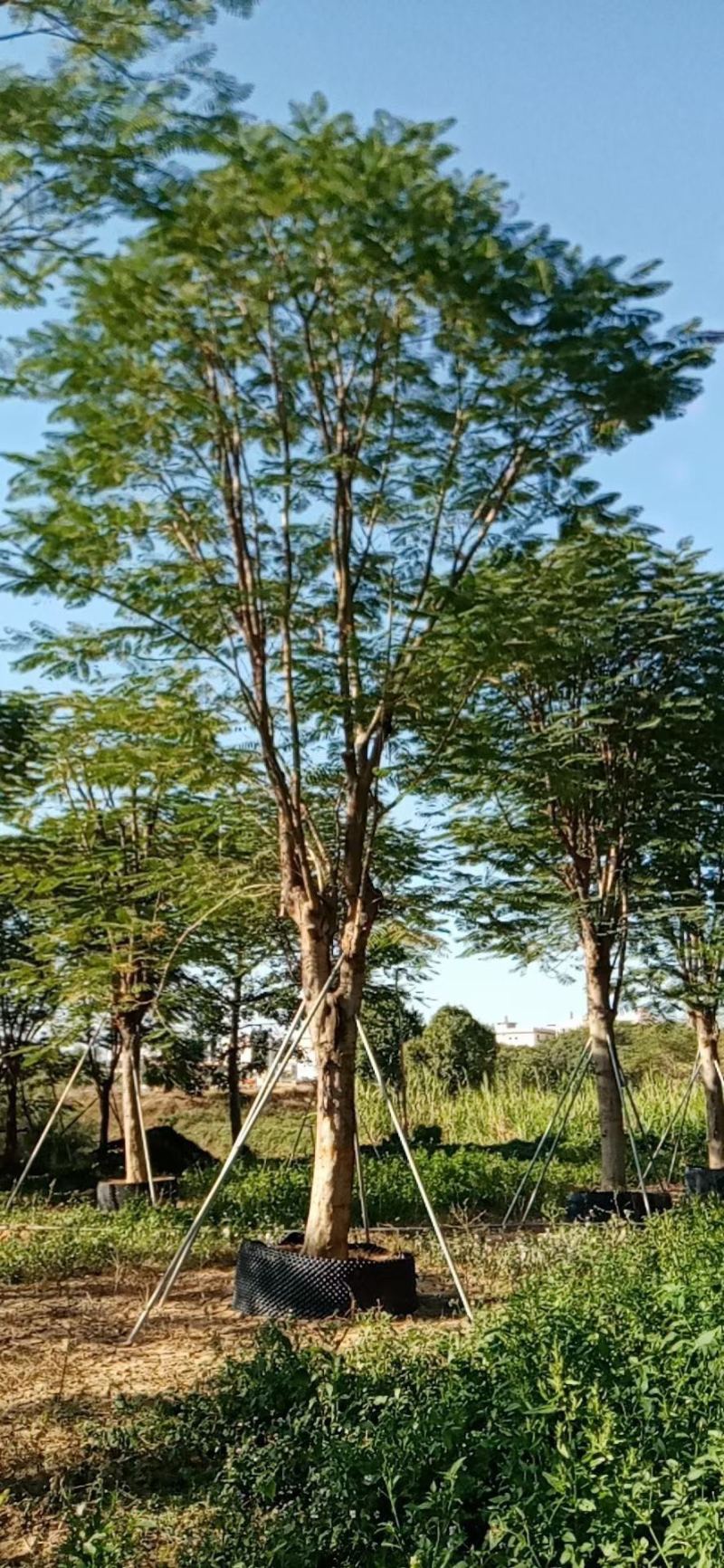 30到34公分凤凰木漳州凤凰木种植基地大量现货低价批发