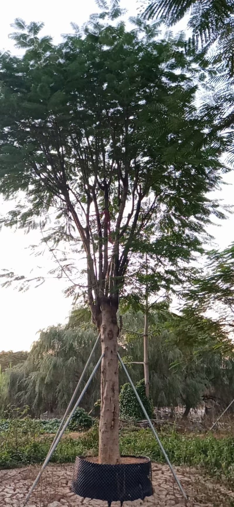 30到34公分凤凰木漳州凤凰木种植基地大量现货低价批发
