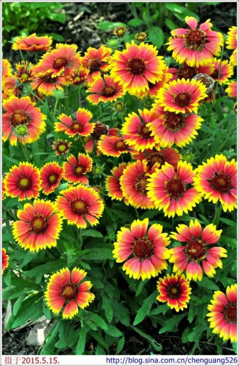 天人菊种子多年生宿根种子耐寒鲜花园林景观绿化花卉种子