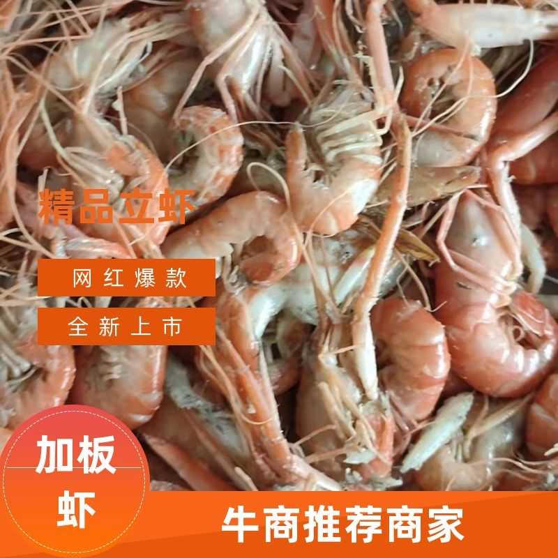 爪虾，夹板虾渤海湾出品，沾化海产一手货源