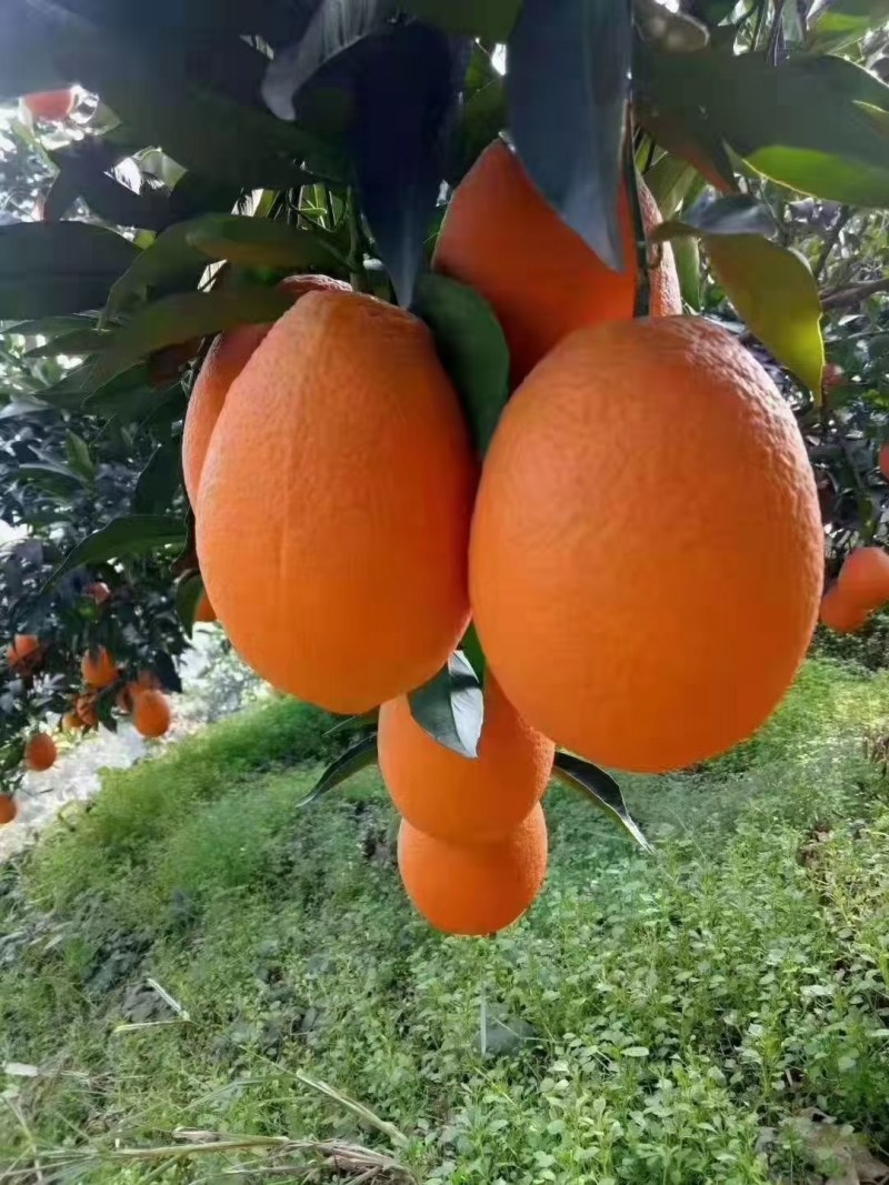 优质脐橙品种齐全口味纯甜果园看货以质论价欢迎定购