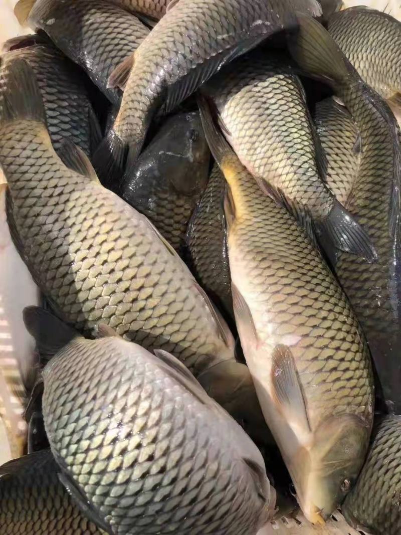 云南官渡精品鲤鱼淡水鱼产地直发货量充足量大从优欢迎采