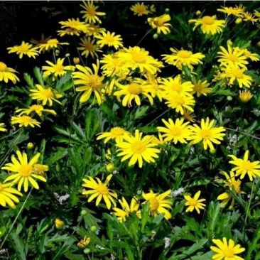 茼蒿菊种子木茼蒿多年生花卉种子麦杆菊蛇鞭菊种子花海种植