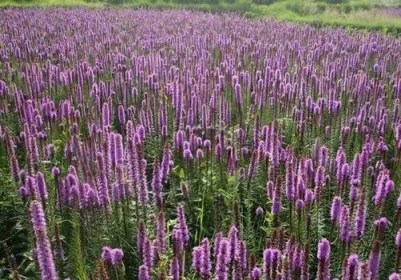 茼蒿菊种子木茼蒿多年生花卉种子麦杆菊蛇鞭菊种子花海种植