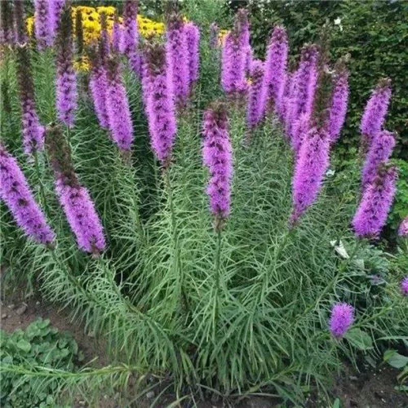 茼蒿菊种子木茼蒿多年生花卉种子麦杆菊蛇鞭菊种子花海种植