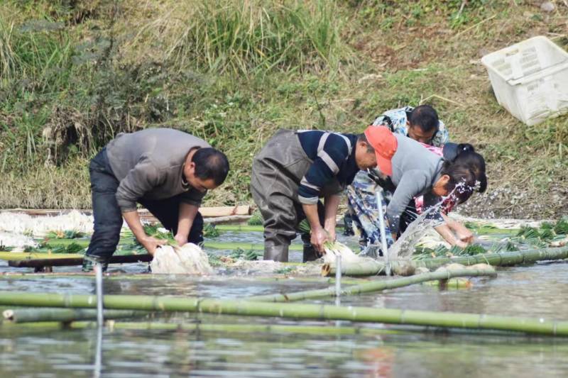 绿色蔬菜精品藠头基地直供