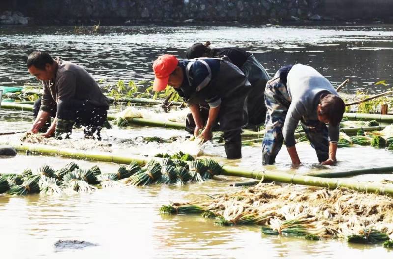 绿色蔬菜精品藠头基地直供