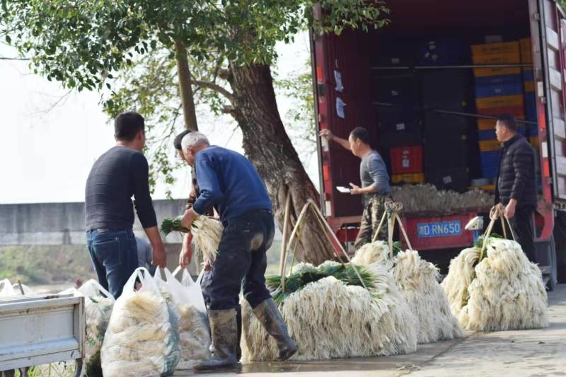 绿色蔬菜精品藠头基地直供