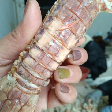精品琵琶虾沾化地区一手货源规格齐全常年供应价格便宜