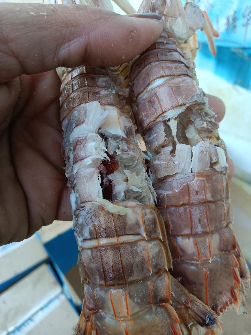 精品琵琶虾沾化地区一手货源规格齐全常年供应价格便宜