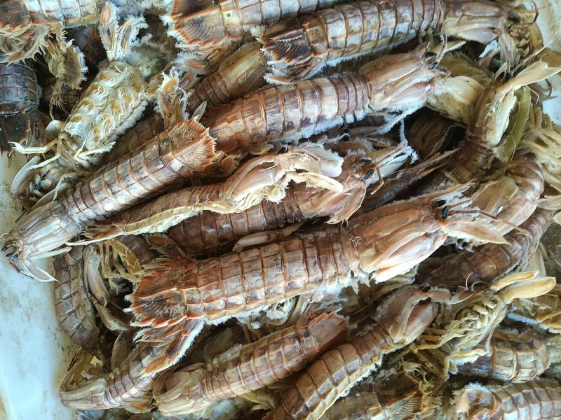 精品琵琶虾沾化地区一手货源规格齐全常年供应价格便宜