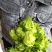 内江儿菜