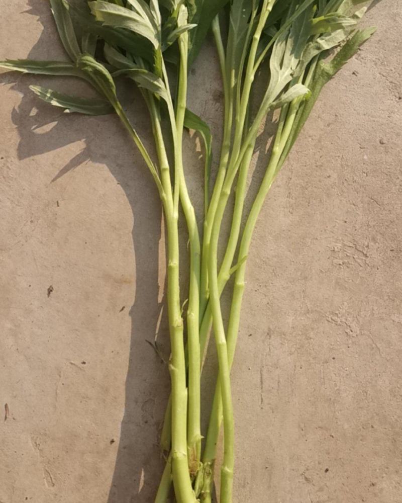 新鲜脆嫩的芦蒿，欢迎采订。