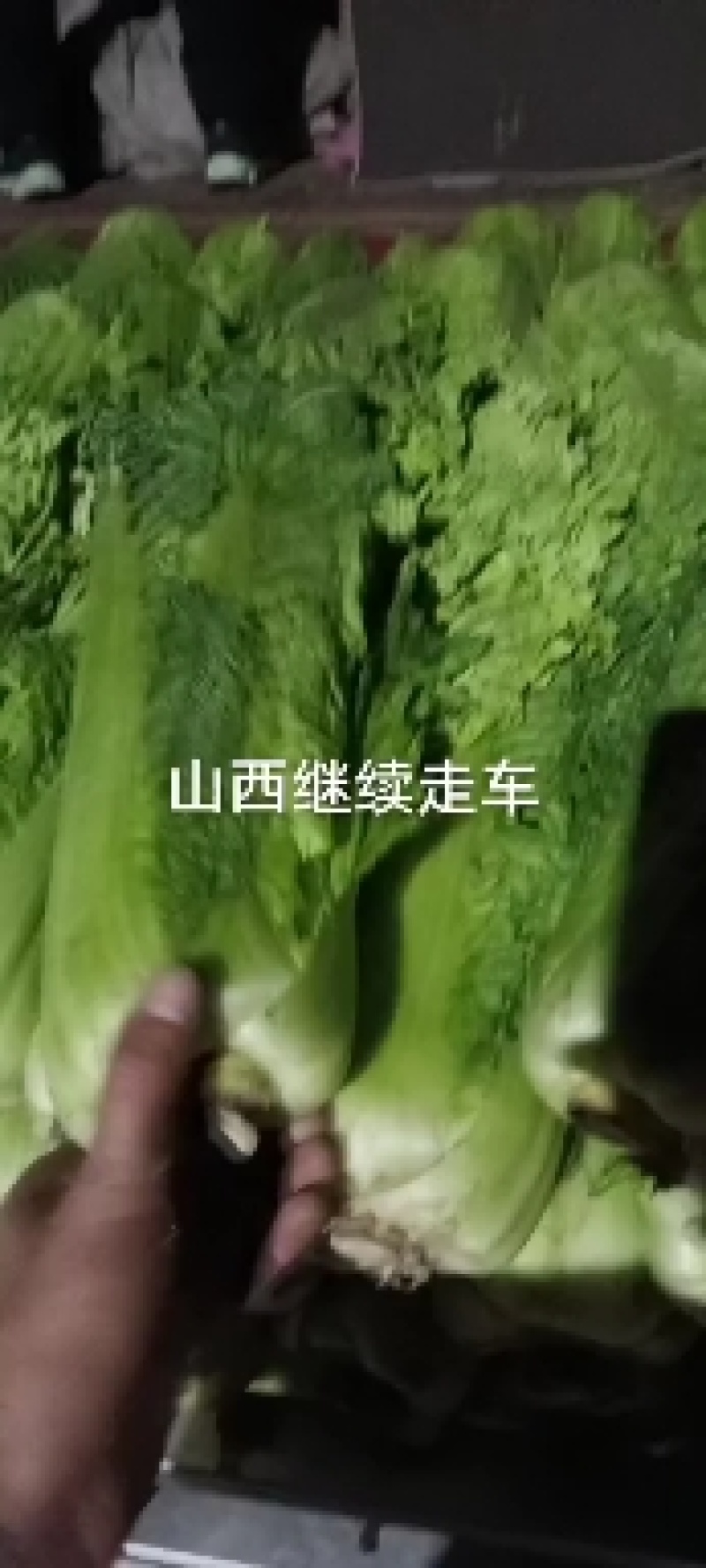 秋绿六零大白菜，七五白菜大量上市，需要的联系