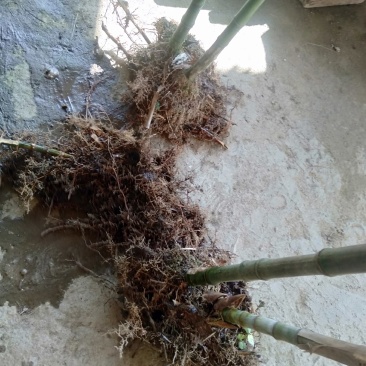 实心玉竹苗大量供应