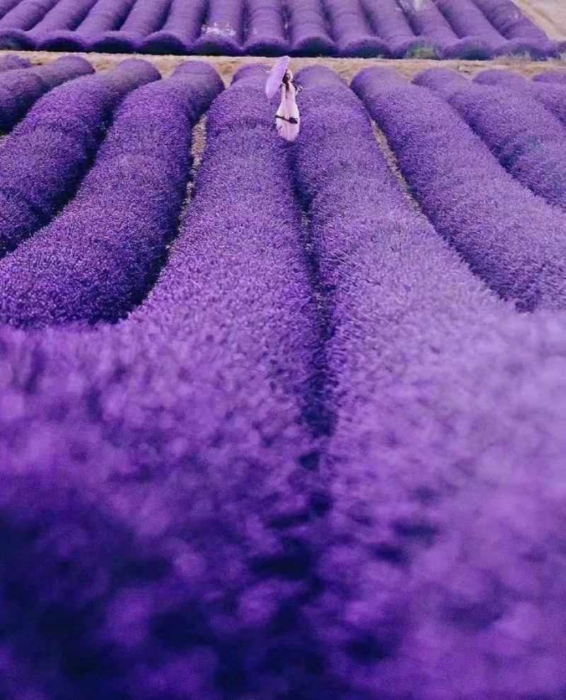 薰衣草种子春秋种植盆栽薰衣草香草种子绿化草花种子
