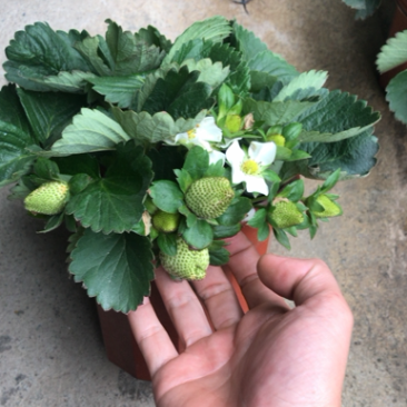 草莓盆苗，一件16盆