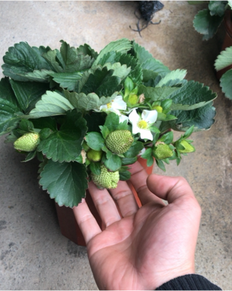 草莓盆苗，一件16盆