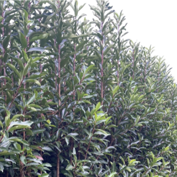 基地现挖现发法国冬青（青珊瑚）高档篱笆苗，可教种植技术！