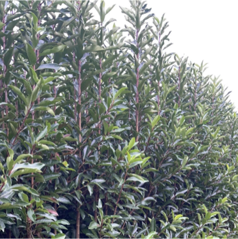 基地现挖现发法国冬青（青珊瑚）高档篱笆苗，可教种植技术！