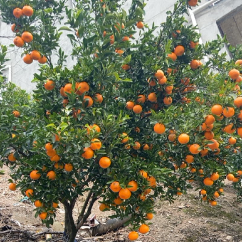 湖北宜昌清江芦柑碰柑无核口感纯甜个大皮毛光滑