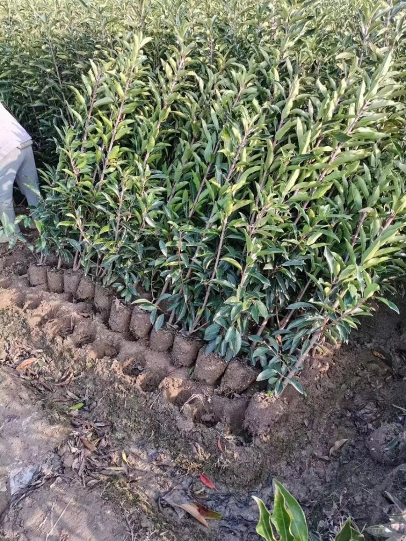 基地现挖现发法国冬青（青珊瑚）高档篱笆苗，可教种植技术！