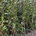 基地现挖现发法国冬青（青珊瑚）高档篱笆苗，可教种植技术！
