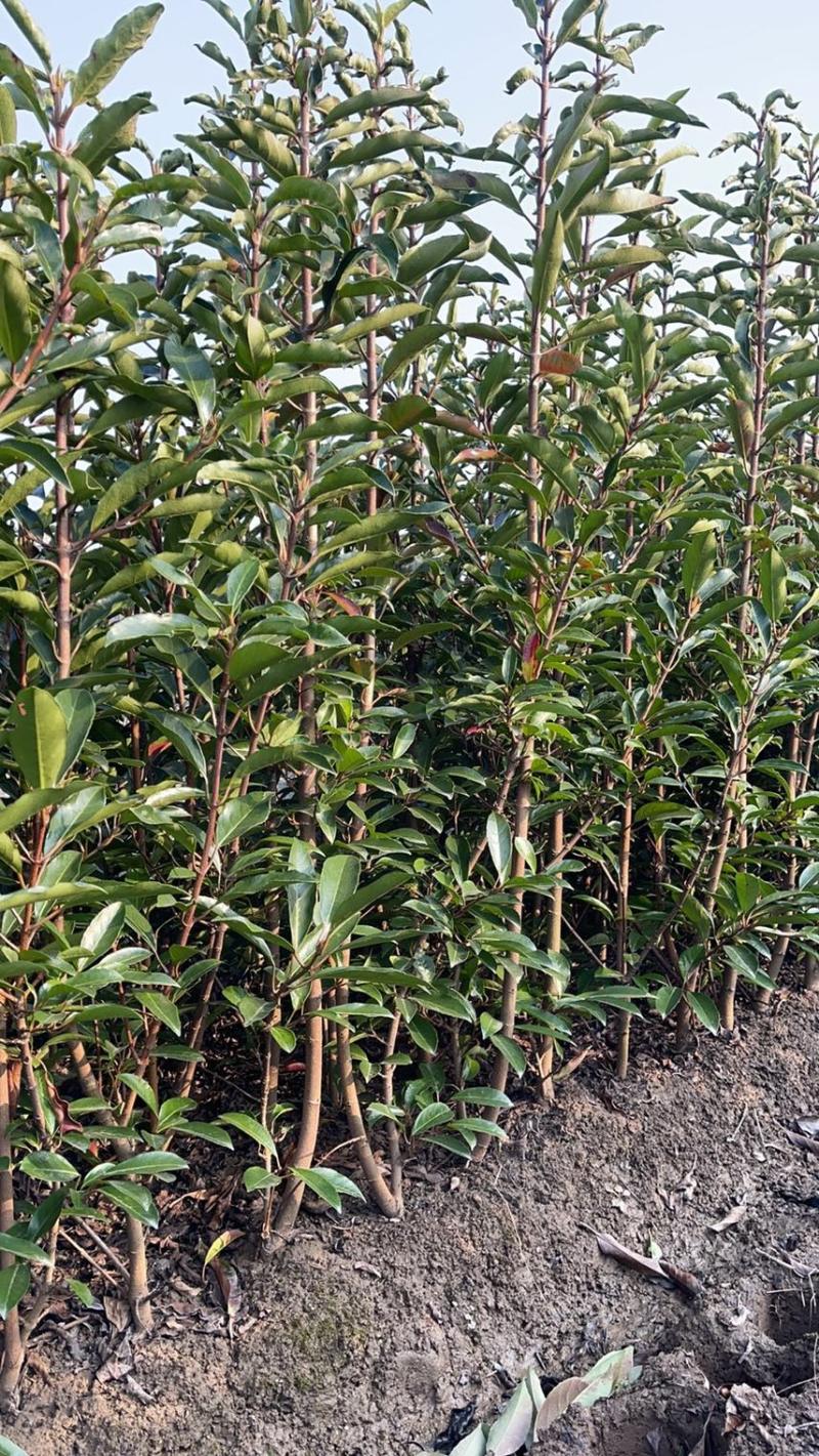 基地现挖现发法国冬青（青珊瑚）高档篱笆苗，可教种植技术！