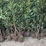 基地现挖现发法国冬青（青珊瑚）高档篱笆苗，可教种植技术！
