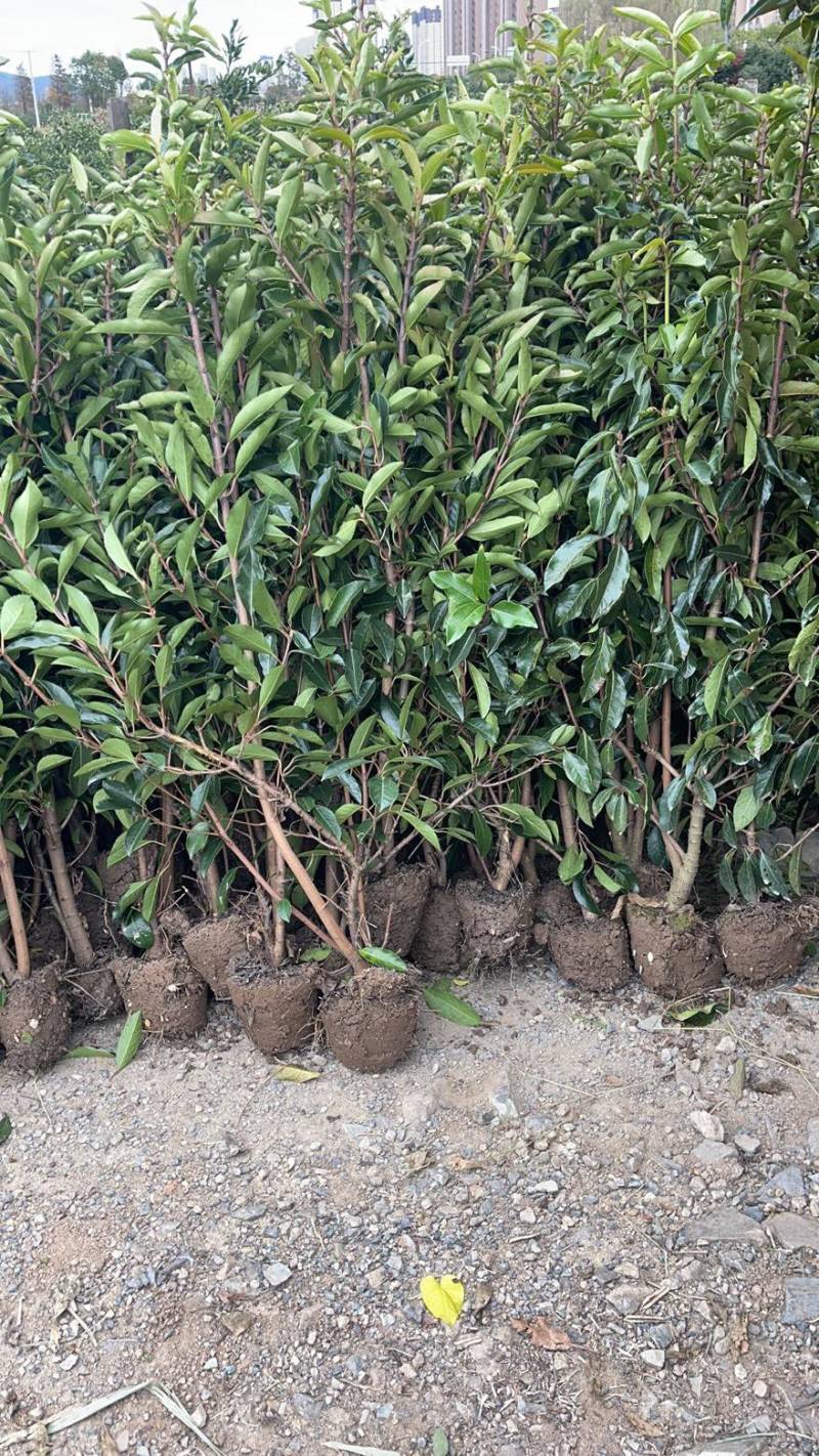 基地现挖现发法国冬青（青珊瑚）高档篱笆苗，可教种植技术！