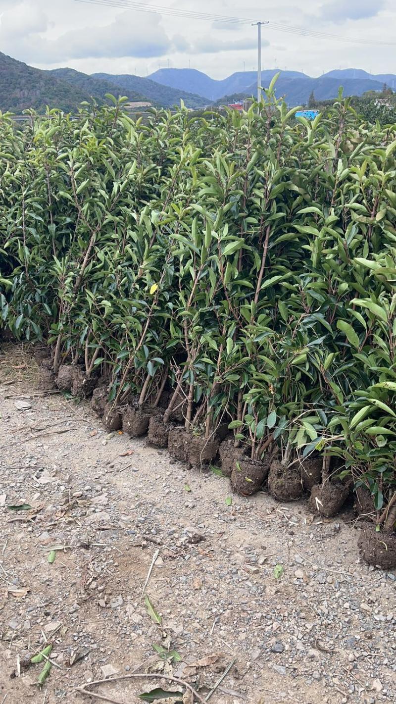 基地现挖现发法国冬青（青珊瑚）高档篱笆苗，可教种植技术！