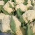 花菜散花白面青梗松花菜鲜花菜市场货电商货