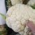 花菜散花白面青梗松花菜鲜花菜市场货电商货