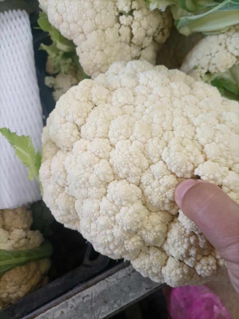 花菜散花白面青梗松花菜鲜花菜市场货电商货