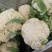 花菜散花白面青梗松花菜鲜花菜市场货电商货