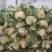花菜散花白面青梗松花菜鲜花菜市场货电商货