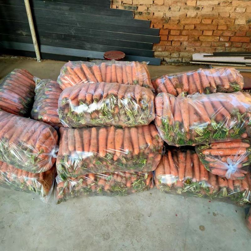 精品红萝卜对接电商超市市场批发保质保量包售后