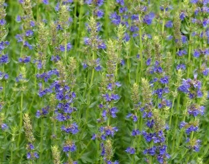 神香草种子牛膝草柳薄荷海索草耐热香草香料种子