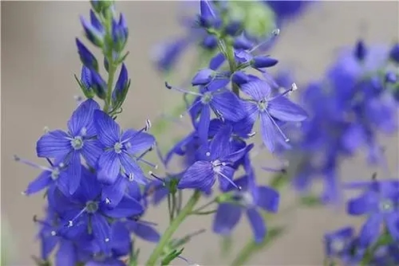 神香草种子牛膝草柳薄荷海索草耐热香草香料种子