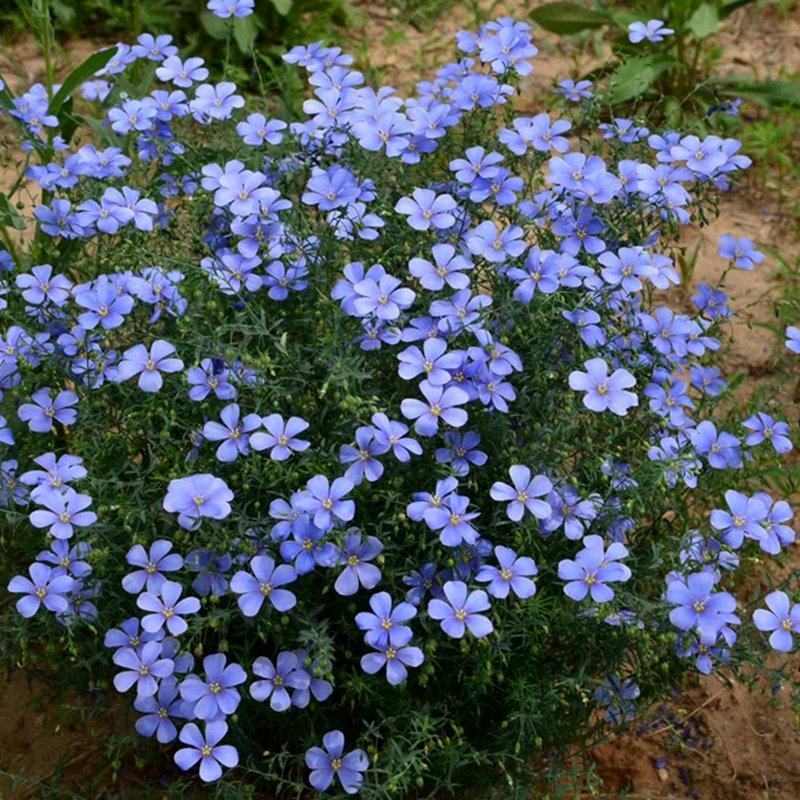 蓝花亚麻种子兰花亚麻种籽花籽花种四季易活多年生花卉种籽子