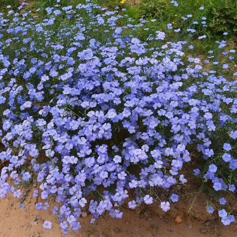 蓝花亚麻种子兰花亚麻种籽花籽花种四季易活多年生花卉种籽子