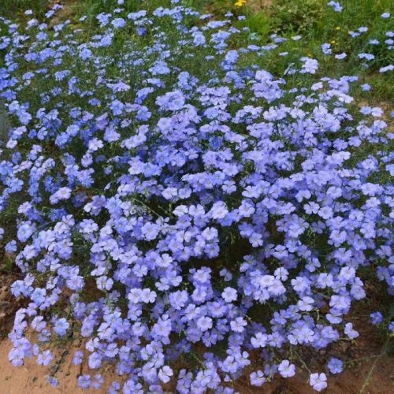 蓝花亚麻种子兰花亚麻种籽花籽花种四季易活多年生花卉种籽子