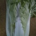 爆头大白菜，保质保量，一手货源，没中间差价实力代收处